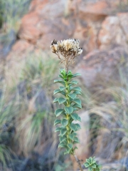 Athanasia spathulata