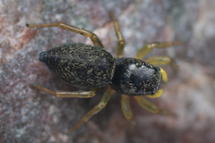 Heliophanus flavipes
