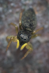 Heliophanus flavipes