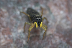 Heliophanus flavipes