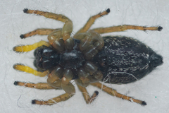 Heliophanus flavipes