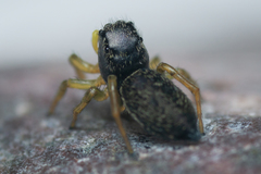 Heliophanus flavipes