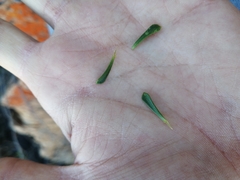 Athanasia spathulata