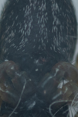 Heliophanus flavipes