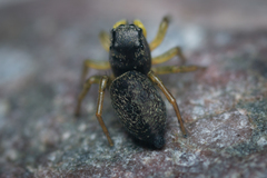 Heliophanus flavipes