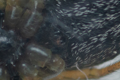 Heliophanus flavipes