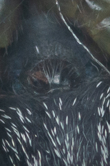 Heliophanus flavipes