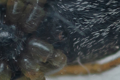 Heliophanus flavipes