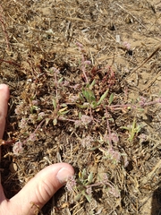 Chorizanthe cuspidata cuspidata