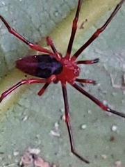 Dimidamus dimidiatus