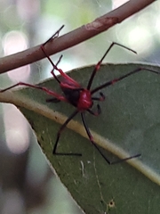 Dimidamus dimidiatus