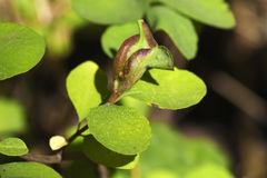 Phyllocoptes triacis