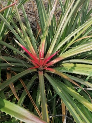 Bromelia karatas