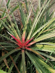 Bromelia karatas