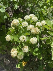 Physocarpus malvaceus