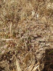 Chorizanthe cuspidata cuspidata