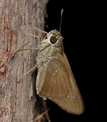 Pelopidas lyelli