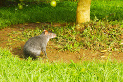 Dasyprocta fuliginosa