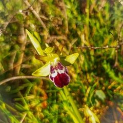 Ophrys vasconica