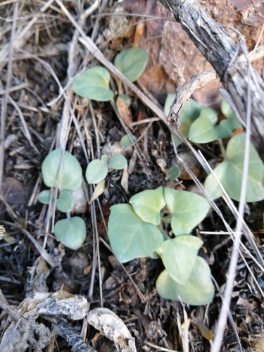 Image of Baculellum articulatum by (c) Danie Palm, some rights reserved (CC BY)