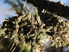 Tillandsia pedicellata
