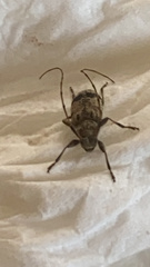 Leiopus femoratus