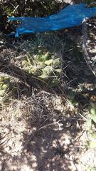 Coryphantha macromeris