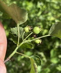 Crataegus pruinosa