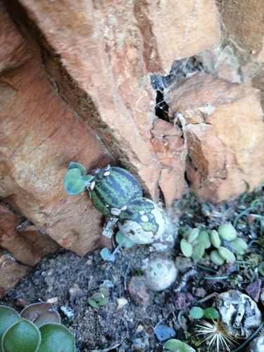 Image of Baculellum articulatum by (c) Danie Palm, some rights reserved (CC BY)