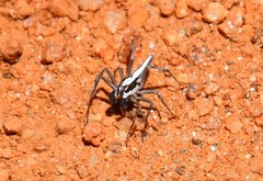 Oxyopes tridens