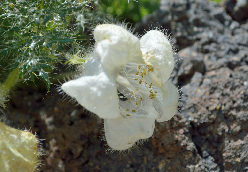 Caiophora coronata