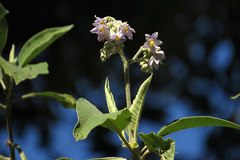 Solanum riparium
