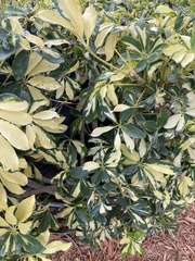 Heptapleurum arboricola