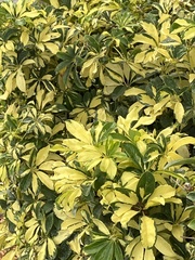 Heptapleurum arboricola