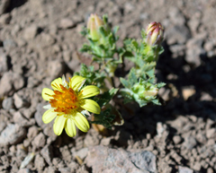 Chaetanthera flabellata