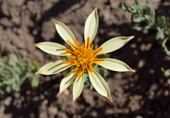 Mutisia sinuata