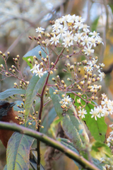 Dendrophorbium peregrinum
