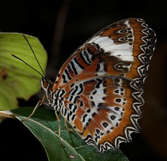 Cethosia penthesilea