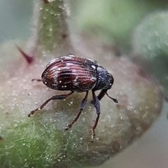 Anthonomus signatus