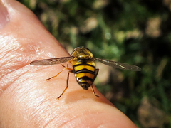 Metasyrphus
