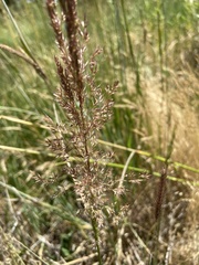 Agrostis exarata