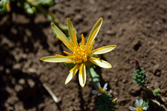 Mutisia sinuata