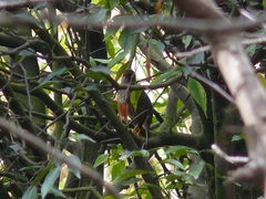 Catharus aurantiirostris