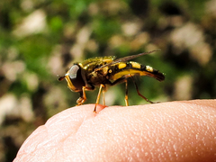 Metasyrphus