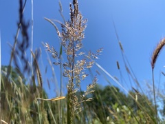 Agrostis exarata