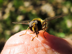 Metasyrphus