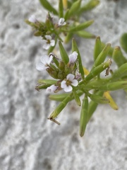 Cakile lanceolata