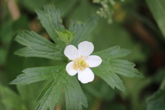 Anemonastrum canadense