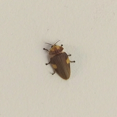 Aspisoma hesperum