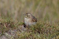 Eremophila alpestris peregrina